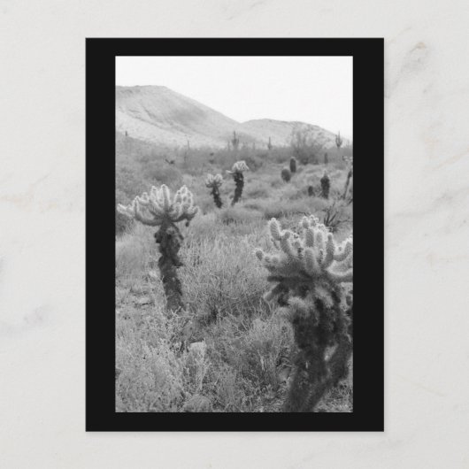Jumping Cholla Cactus Desert B&W Foto Briefkaart (Voorkant)