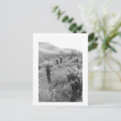 Jumping Cholla Cactus Desert B&W Foto Briefkaart (Staand voorkant)