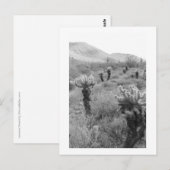 Jumping Cholla Cactus Desert B&W Foto Briefkaart (Voorkant / Achterkant)