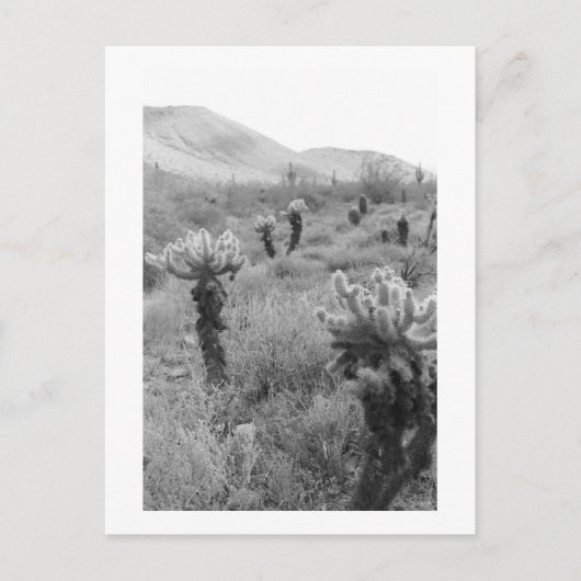 Jumping Cholla Cactus Desert B&W Foto Briefkaart (Voorkant)