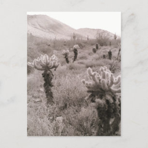 Jumping Cholla Cactus Desert B&W Foto-Briefkaarten Briefkaart