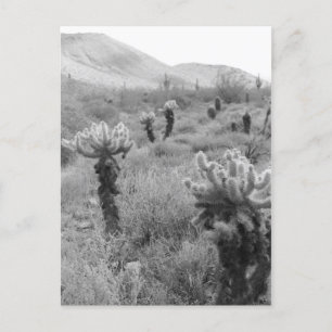 Jumping Cholla Cactus Desert B&W Foto-Briefkaarten Briefkaart