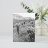 Jumping Cholla Cactus Desert B&W Foto-Briefkaarten Briefkaart (Staand voorkant)
