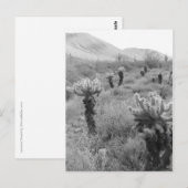 Jumping Cholla Cactus Desert B&W Foto-Briefkaarten Briefkaart (Voorkant / Achterkant)