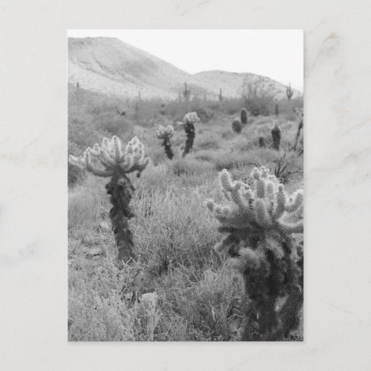 Jumping Cholla Cactus Desert B&W Foto-Briefkaarten Briefkaart (Voorkant)