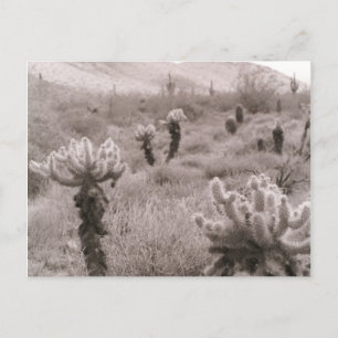 Jumping Cholla Cactus Desert B&W Foto-Briefkaarten Briefkaart