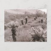 Jumping Cholla Cactus Desert B&W Foto-Briefkaarten Briefkaart (Voorkant)