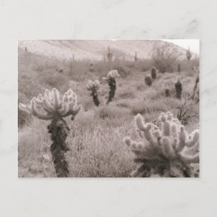 Jumping Cholla Cactus Desert B&W Foto-Briefkaarten Briefkaart