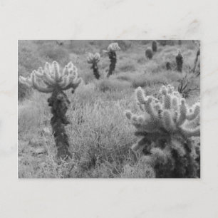 Jumping Cholla Cactus Desert B&W Foto-Briefkaarten Briefkaart