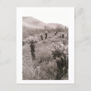 Jumping Cholla Cactus Desert B&W Foto-Briefkaarten Briefkaart