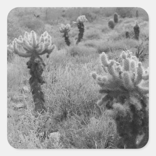 Jumping Cholla Desert Cactus Custom Decal Stickers (Voorkant)