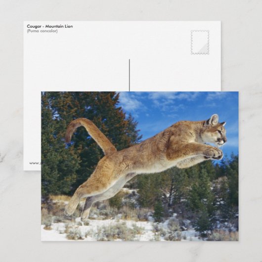 Jumping Cougar Briefkaart (Voorkant / Achterkant)