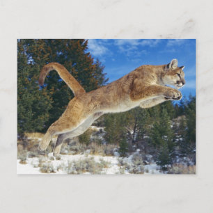 Jumping Cougar Briefkaart