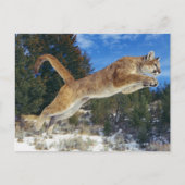 Jumping Cougar Briefkaart (Voorkant)