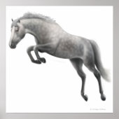 Jumping Dapped Gray Horse Poster (Voorkant)