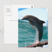 Jumping Dolphin Briefkaart (Voorkant / Achterkant)