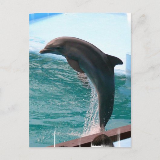 Jumping Dolphin Briefkaart (Voorkant)