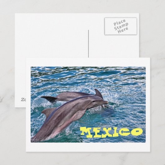 Jumping Dolphins Mexico Briefkaart (Voorkant / Achterkant)