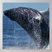 Jumping Humpback Whale Poster (Voorkant)
