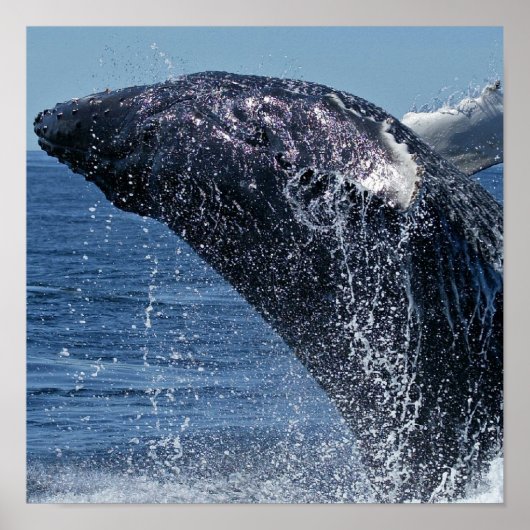 Jumping Humpback Whale Poster (Voorkant)