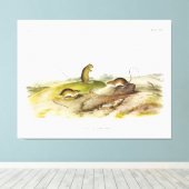 Jumping Mouse, of Meadow Jumping Mouse, van Audubo Canvas Afdruk (Insitu (Houten vloer))