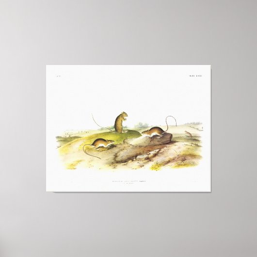 Jumping Mouse, of Meadow Jumping Mouse, van Audubo Canvas Afdruk (Voorkant)