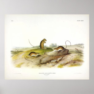 Jumping Mouse, of Meadow Jumping Mouse, van Audubo Poster