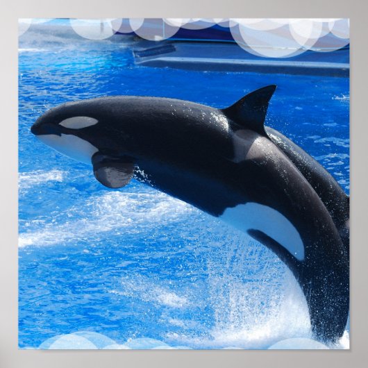 Jumping Orca Whale Poster (Voorkant)
