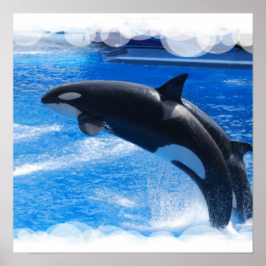 Jumping Orca Whale Poster (Voorkant)