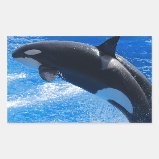 Jumping Orca Whale Rechthoekige Sticker (Voorkant)