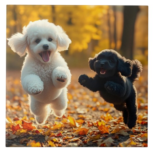 Jumping poedel Puppies Tegeltje (Voorkant)