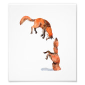 Jumping Red Fox Foto Afdruk (Voorkant)