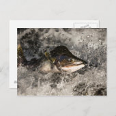 Jumping Salmon Briefkaart (Voorkant / Achterkant)