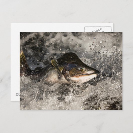 Jumping Salmon Briefkaart (Voorkant / Achterkant)