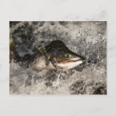 Jumping Salmon Briefkaart (Voorkant)