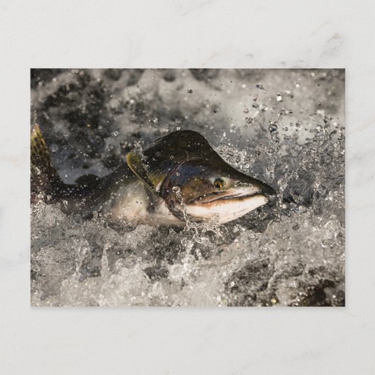 Jumping Salmon Briefkaart (Voorkant)