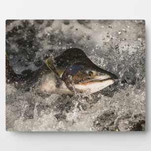 Jumping Salmon Fotoplaat