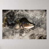 Jumping Salmon Poster (Voorkant)