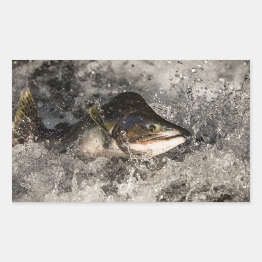 Jumping Salmon Rechthoekige Sticker (Voorkant)