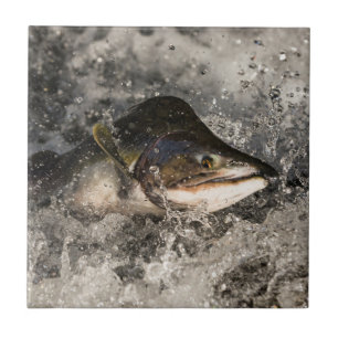 Jumping Salmon Tegeltje