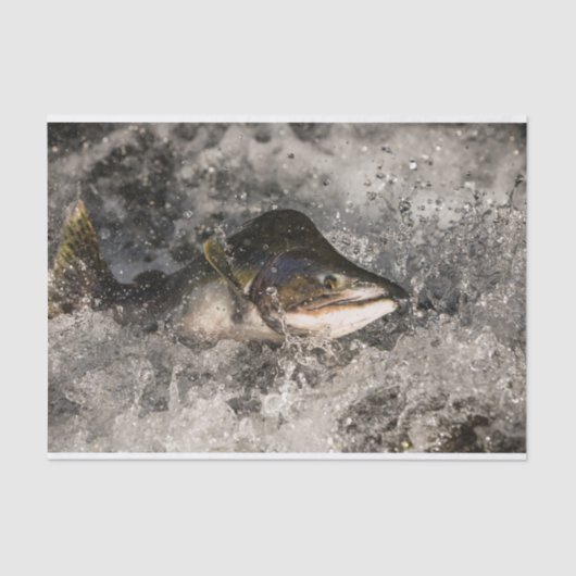 Jumping Salmon Tissuepapier (Voorkant)