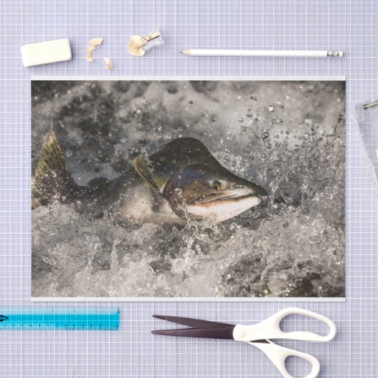 Jumping Salmon Tissuepapier (Craft)