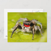 Jumping Spider Briefkaart (Voorkant / Achterkant)