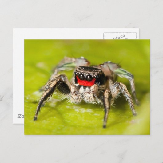 Jumping Spider Briefkaart (Voorkant / Achterkant)