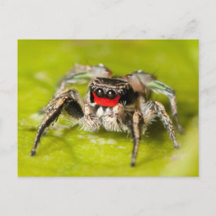 Jumping Spider Briefkaart