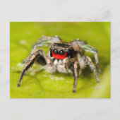 Jumping Spider Briefkaart (Voorkant)