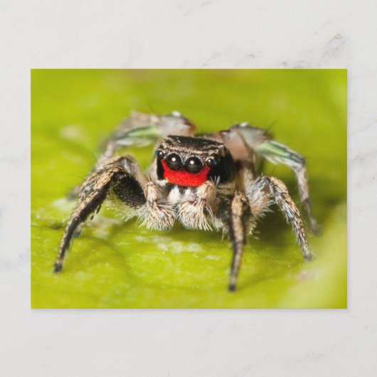 Jumping Spider Briefkaart (Voorkant)