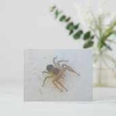 Jumping Spider Briefkaart (Staand voorkant)