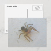 Jumping Spider Briefkaart (Voorkant / Achterkant)