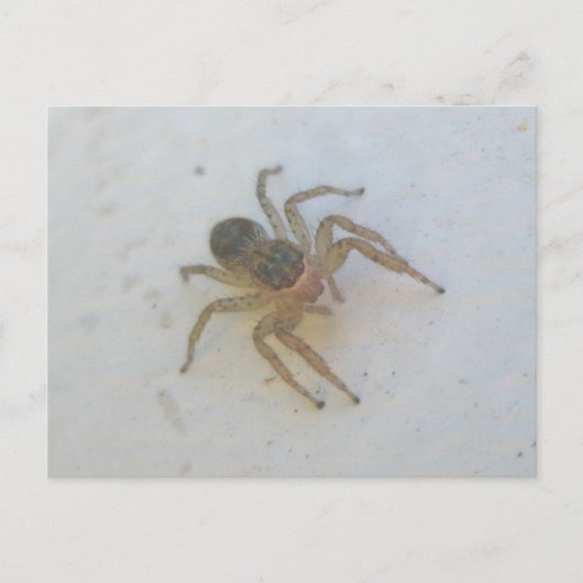 Jumping Spider Briefkaart (Voorkant)